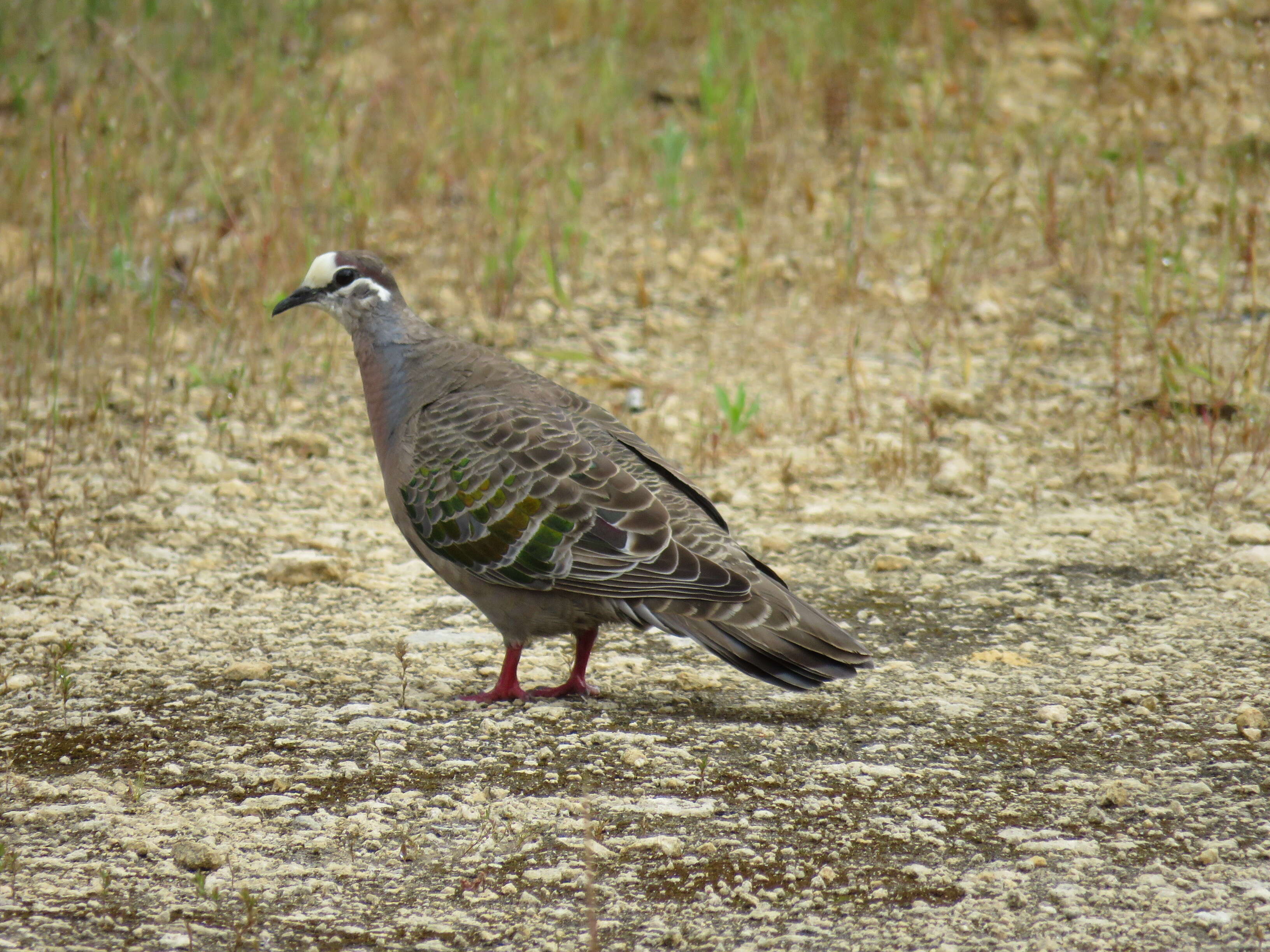 Image of Common Bronzewing