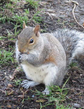 Image of Sciurus subgen. Sciurus Linnaeus 1758