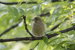 Image of Chloris Cuvier 1800