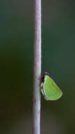 Image of Two-striped Planthopper