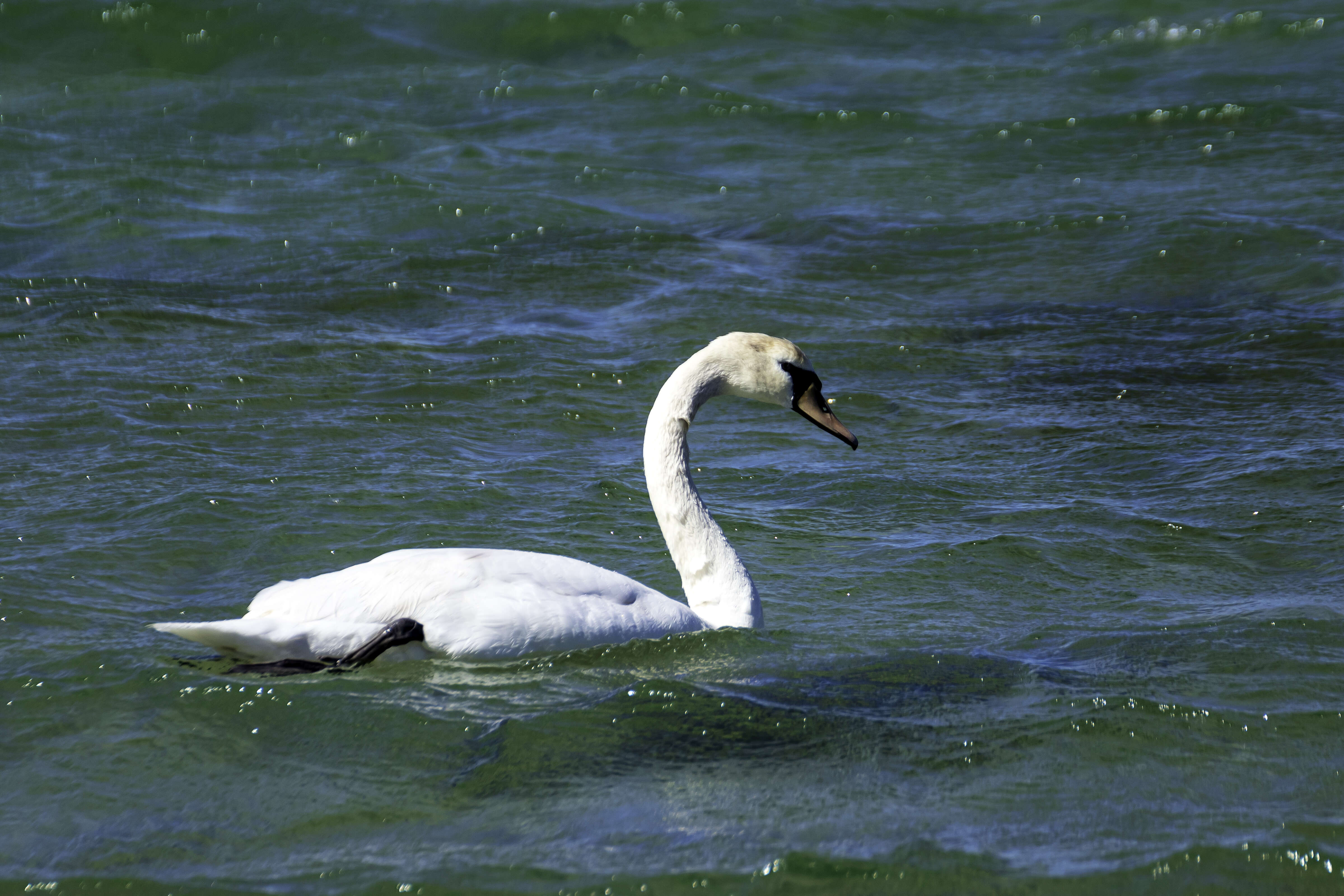 Image of Mute Swan