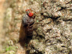 Image of Minettia magna (Coquillett 1898)