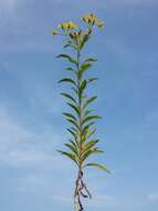 Image of Senecio sarracenicus L.