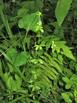 Image of three-petal bedstraw