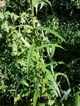 Image of marsh sow-thistle