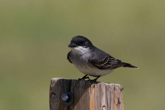 Image of Eastern Kingbird