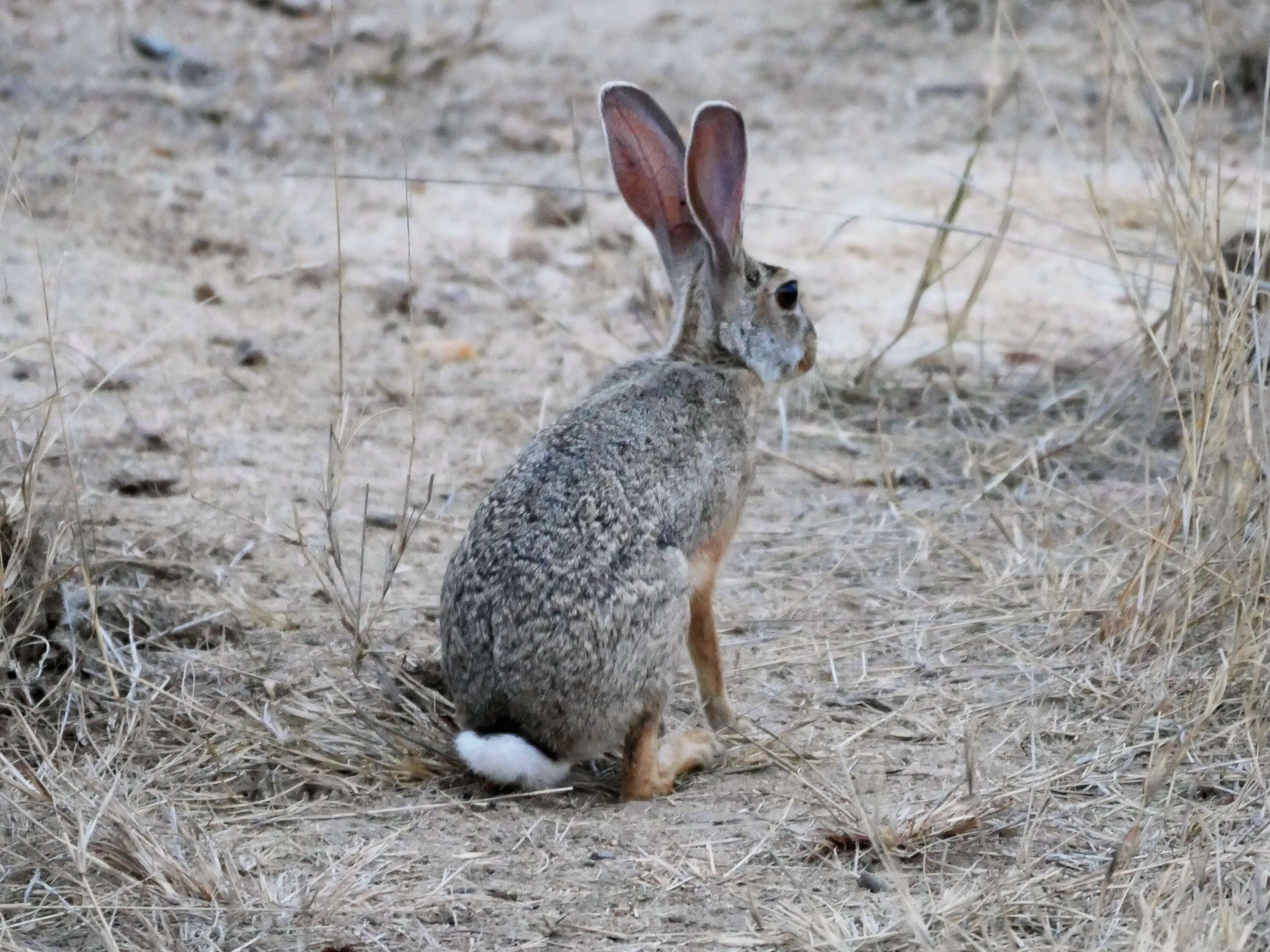 Imagem de Lepus saxatilis F. Cuvier 1823