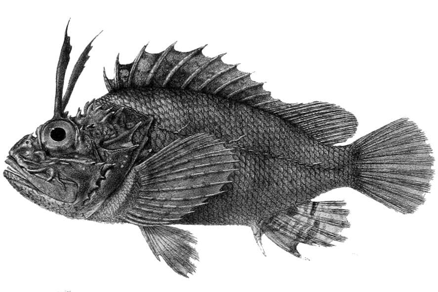 Image of Mozambique scorpionfish