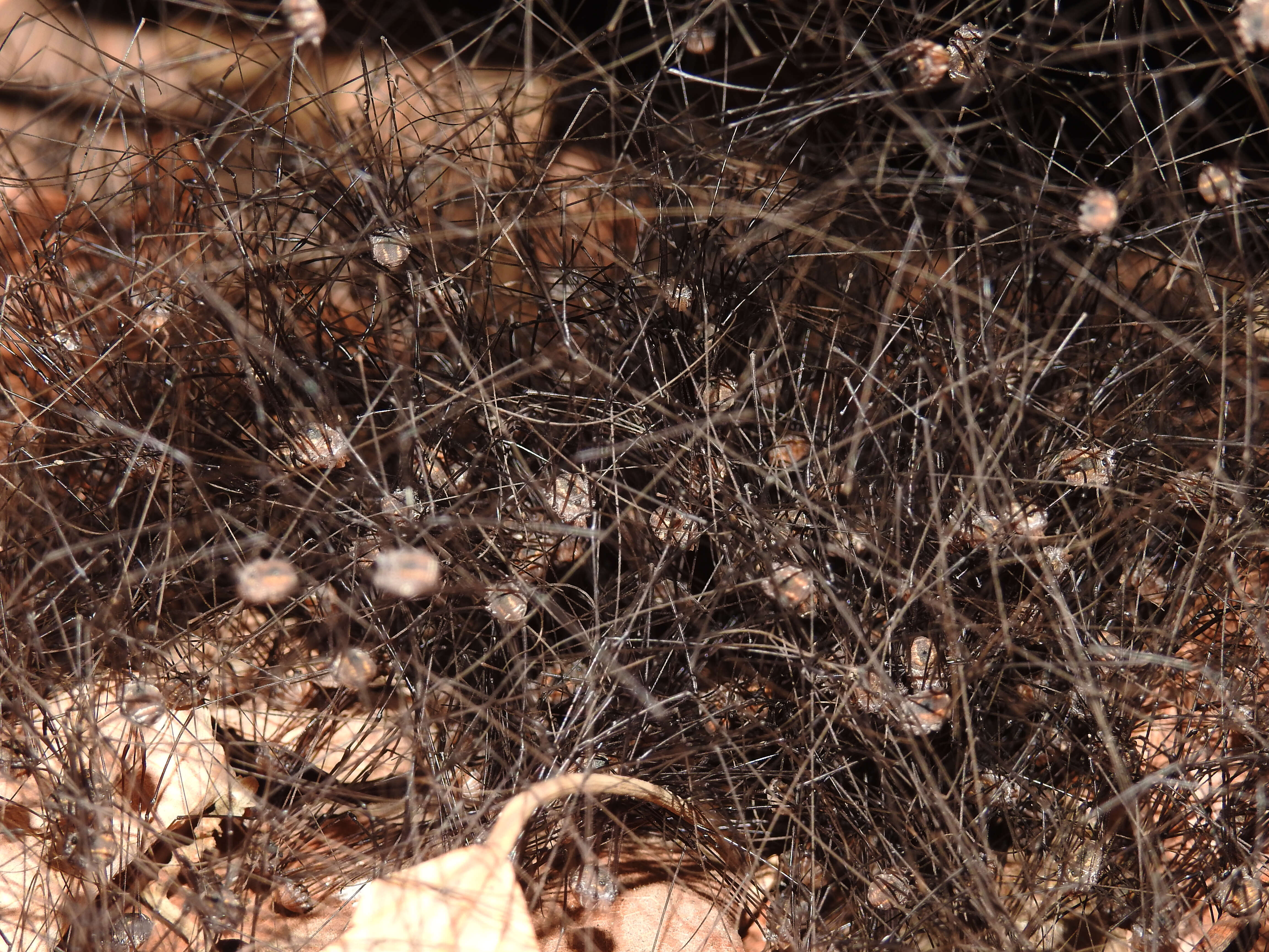 Image of Cellar spider