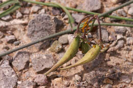 Imagem de Funastrum cynanchoides (Decne.) Schltr.