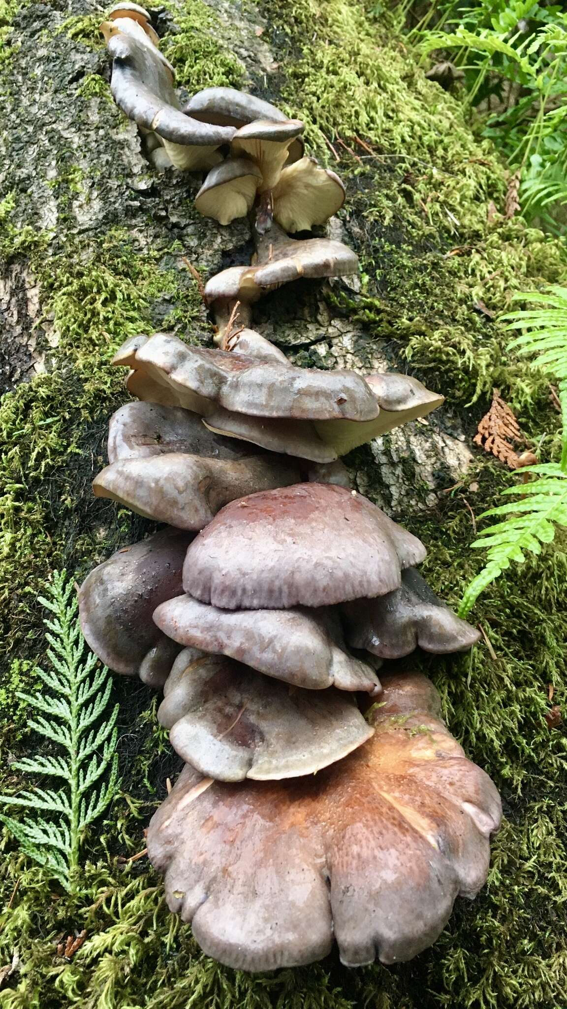 Plancia ëd Panellus serotinus (Pers.) Kühner 1950