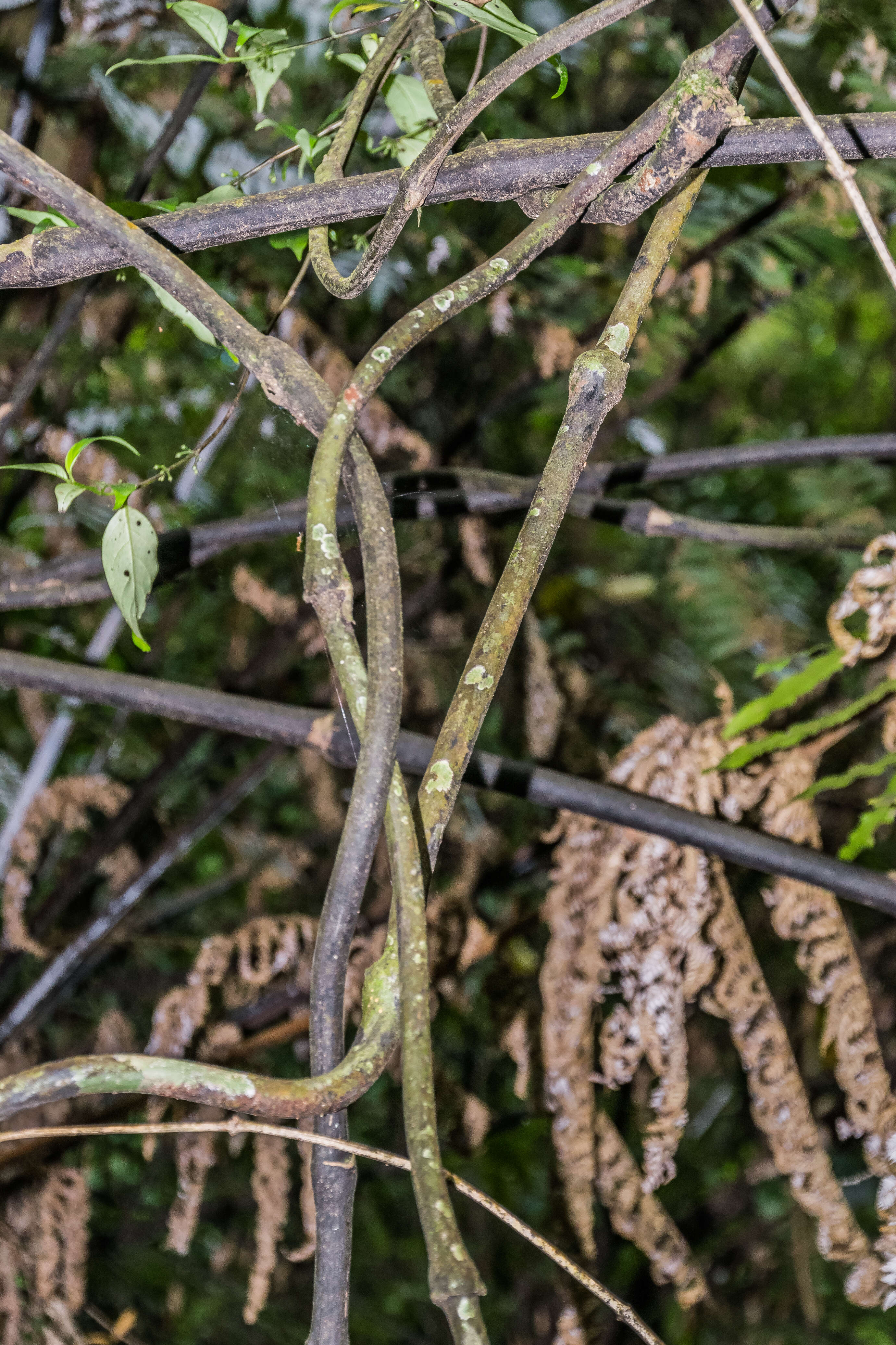 Image of Ripogonum scandens J. R. Forst. & G. Forst.