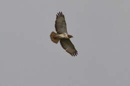 Image of African Red-tailed Buzzard