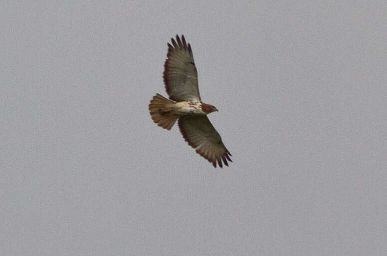 Image of African Red-tailed Buzzard