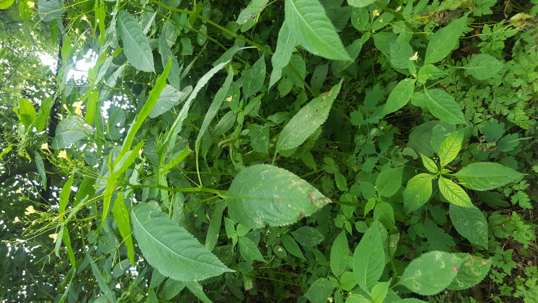 Impatiens parviflora DC. resmi