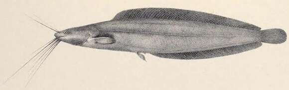 Image of Allauad's Catfish