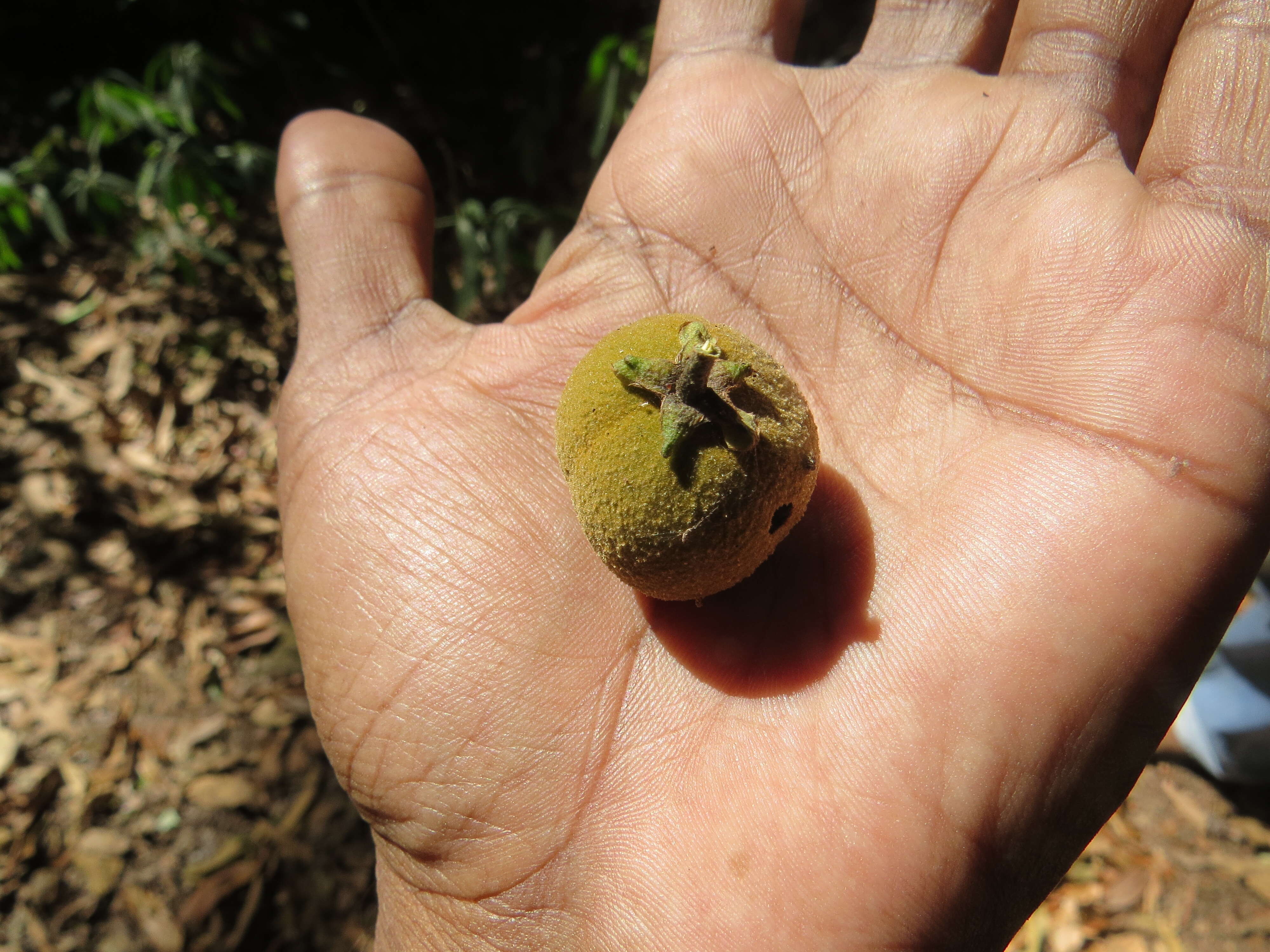 Image of Lepisanthes tetraphylla (Vahl) Radlk.