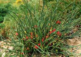 Image of Ephedra monosperma J. G. Gmel. ex C. A. Mey.