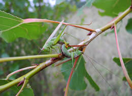 Image of Long-winged conehead