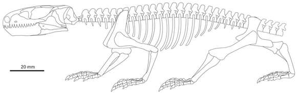 Слика од Procolophonidae