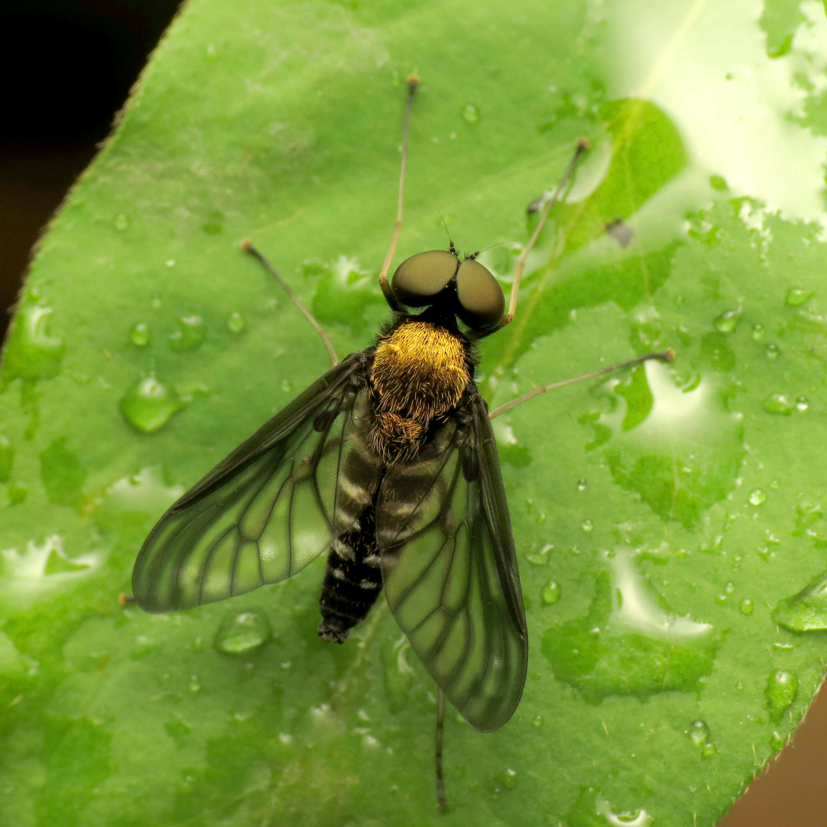 Image of Golden-backed Snipe Fly