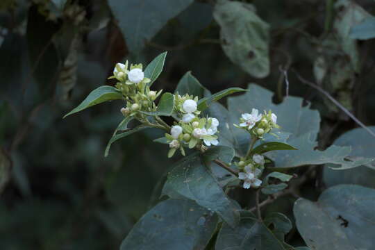 Image of Kydia calycina Roxb.