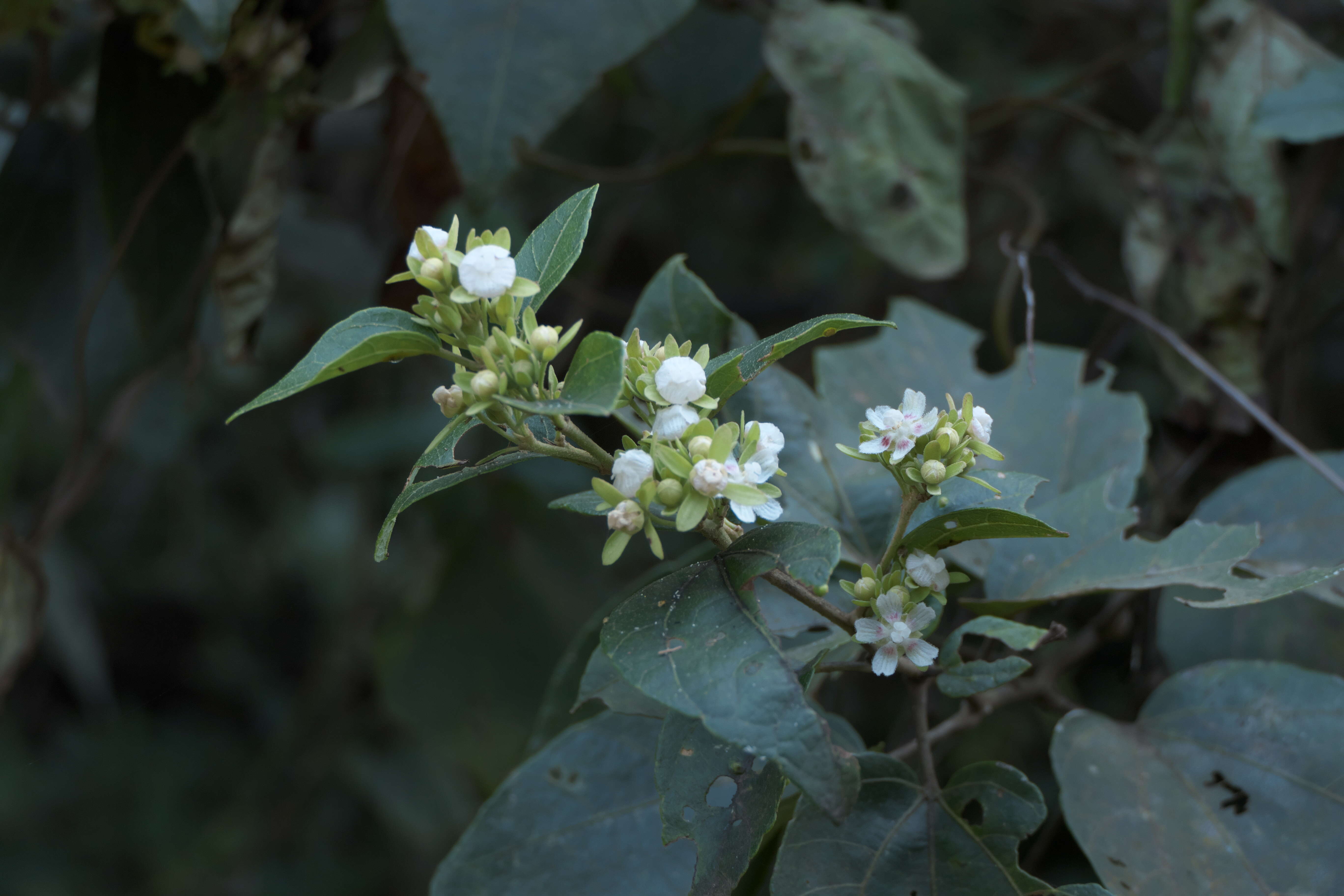 Kydia calycina Roxb. resmi