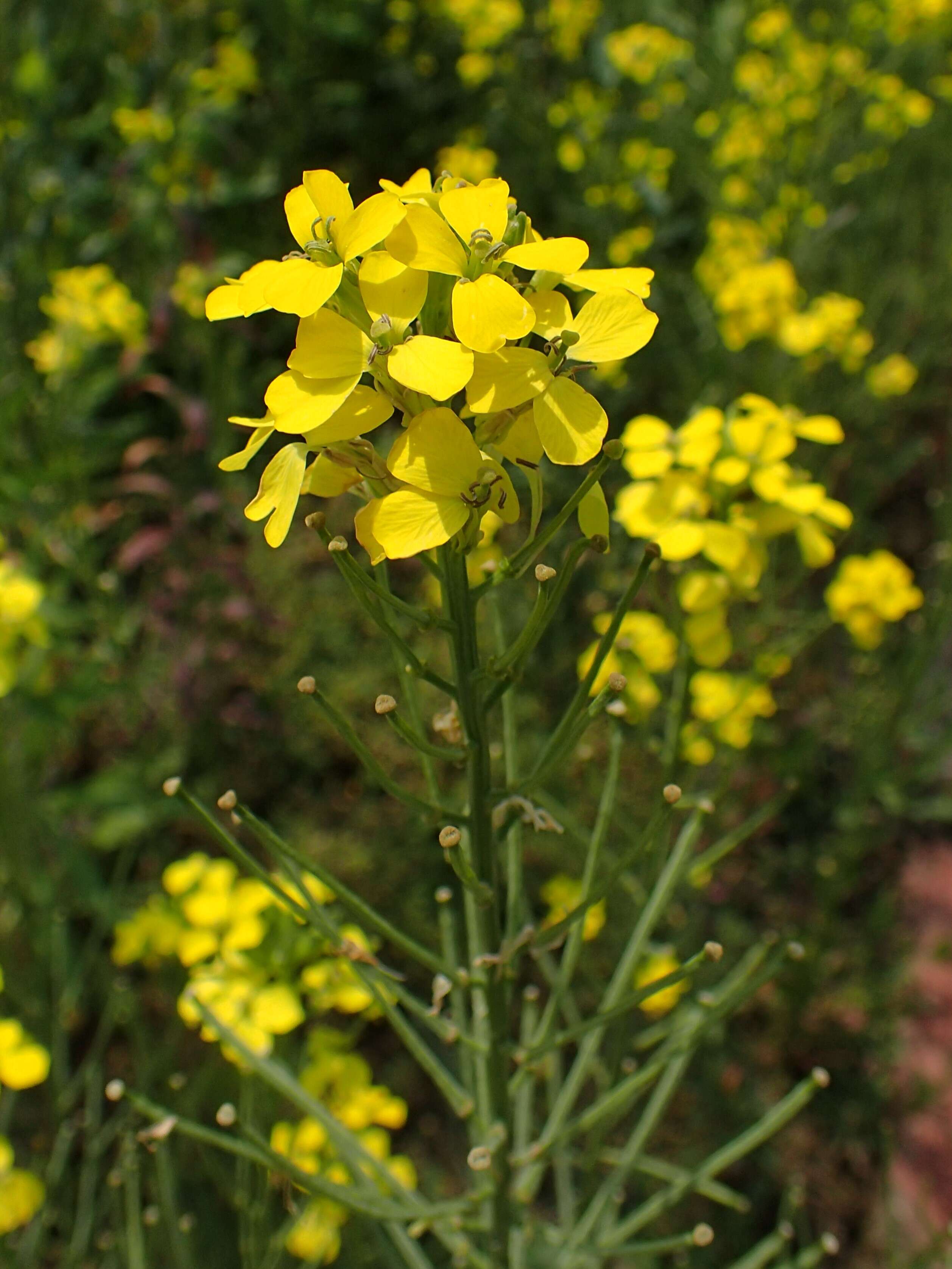 Image of smelly wallflower