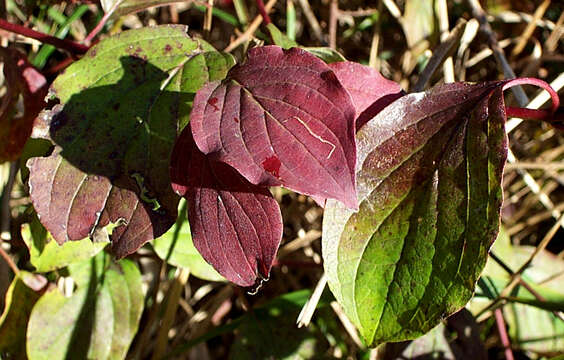 Image of bloodtwig dogwood