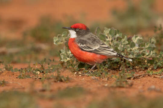 صورة Epthianura tricolor Gould 1841