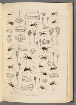 Image of Walckenaeria acuminata Blackwall 1833