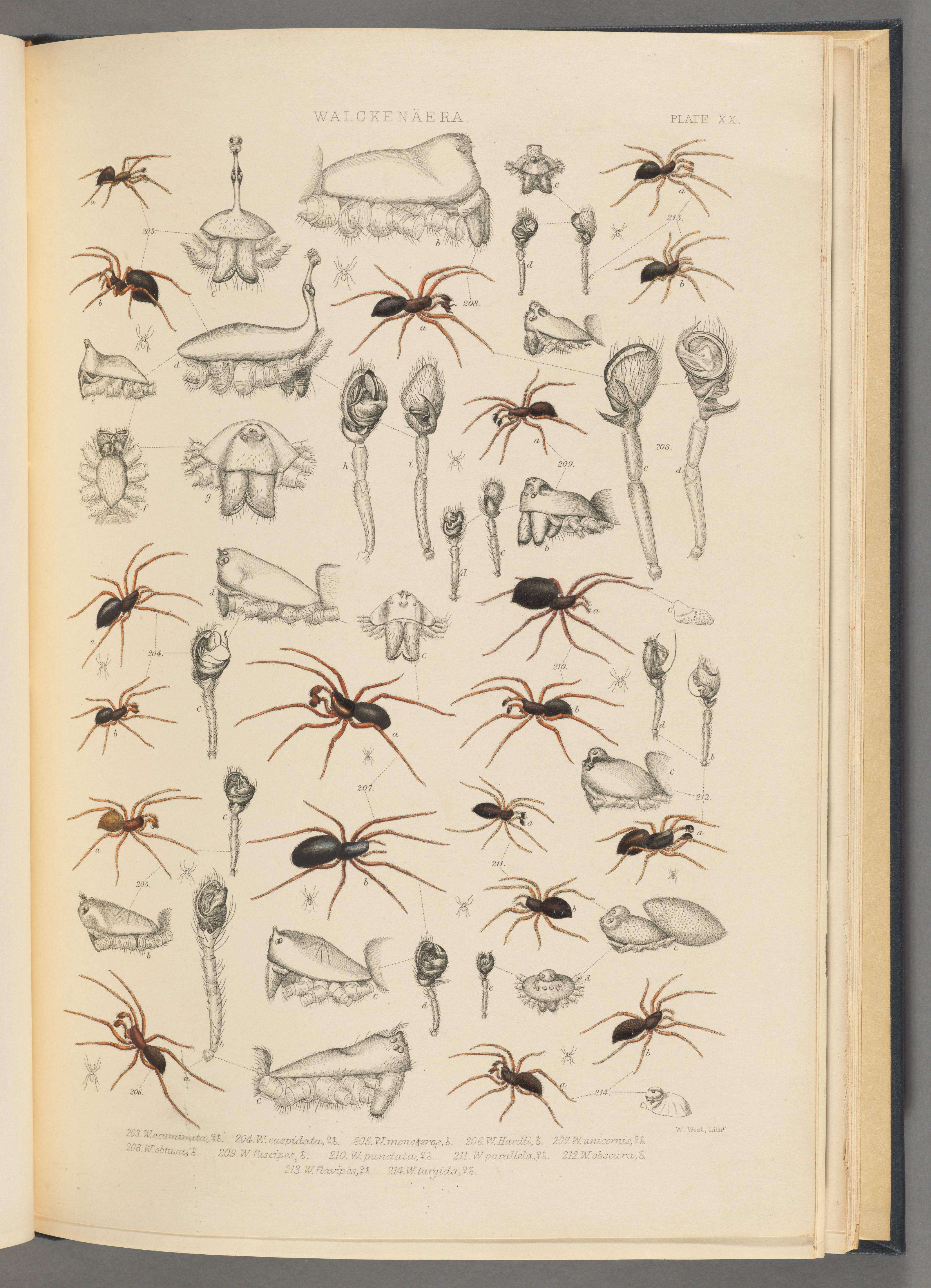 Image of Walckenaeria acuminata Blackwall 1833