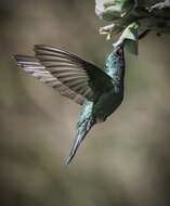 Colibri coruscans (Gould 1846) resmi