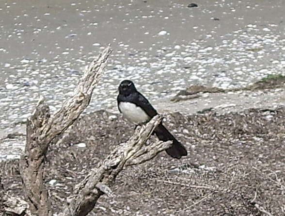 Image of Willie Wagtail