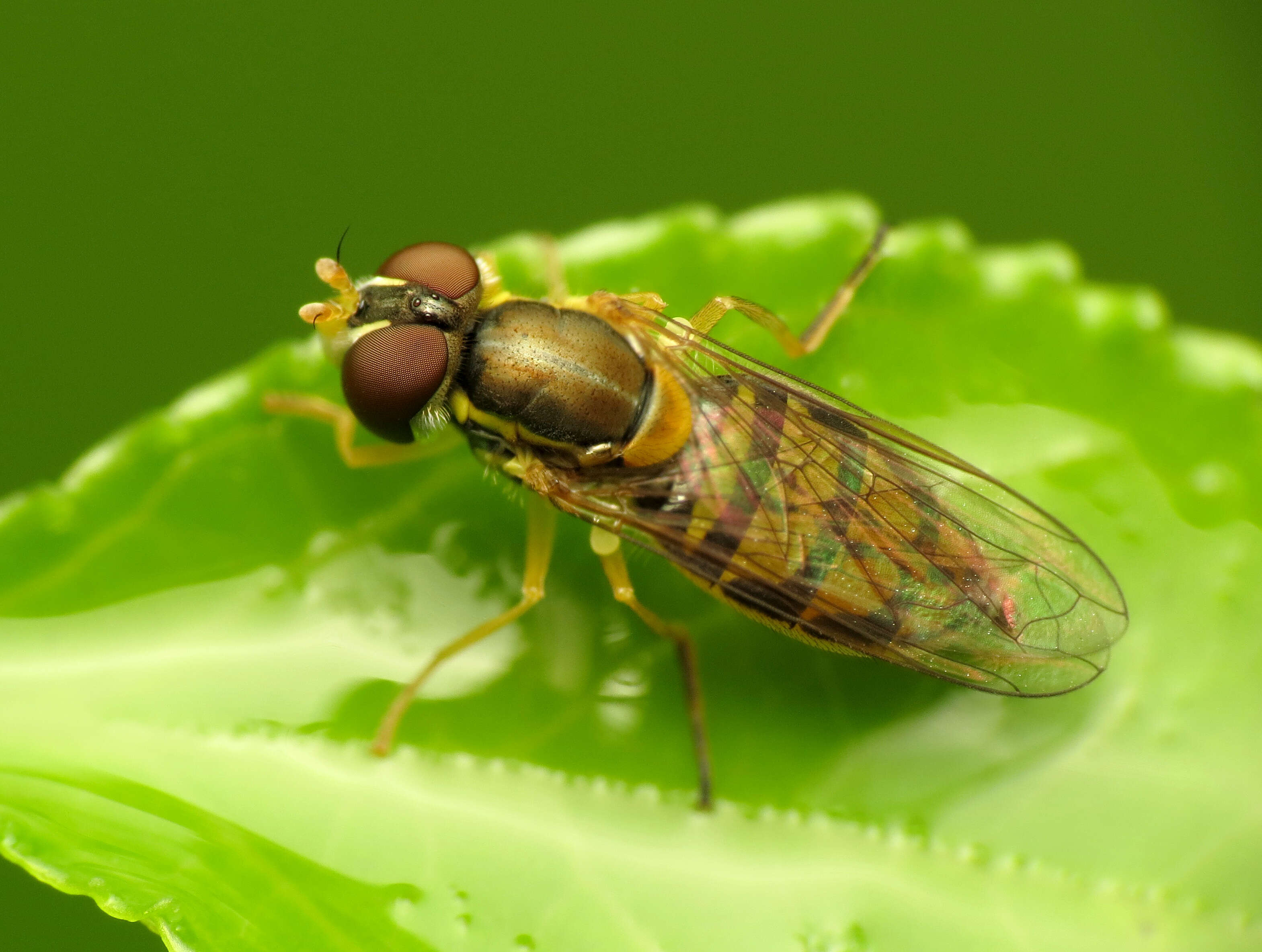 Image of Syrphid fly