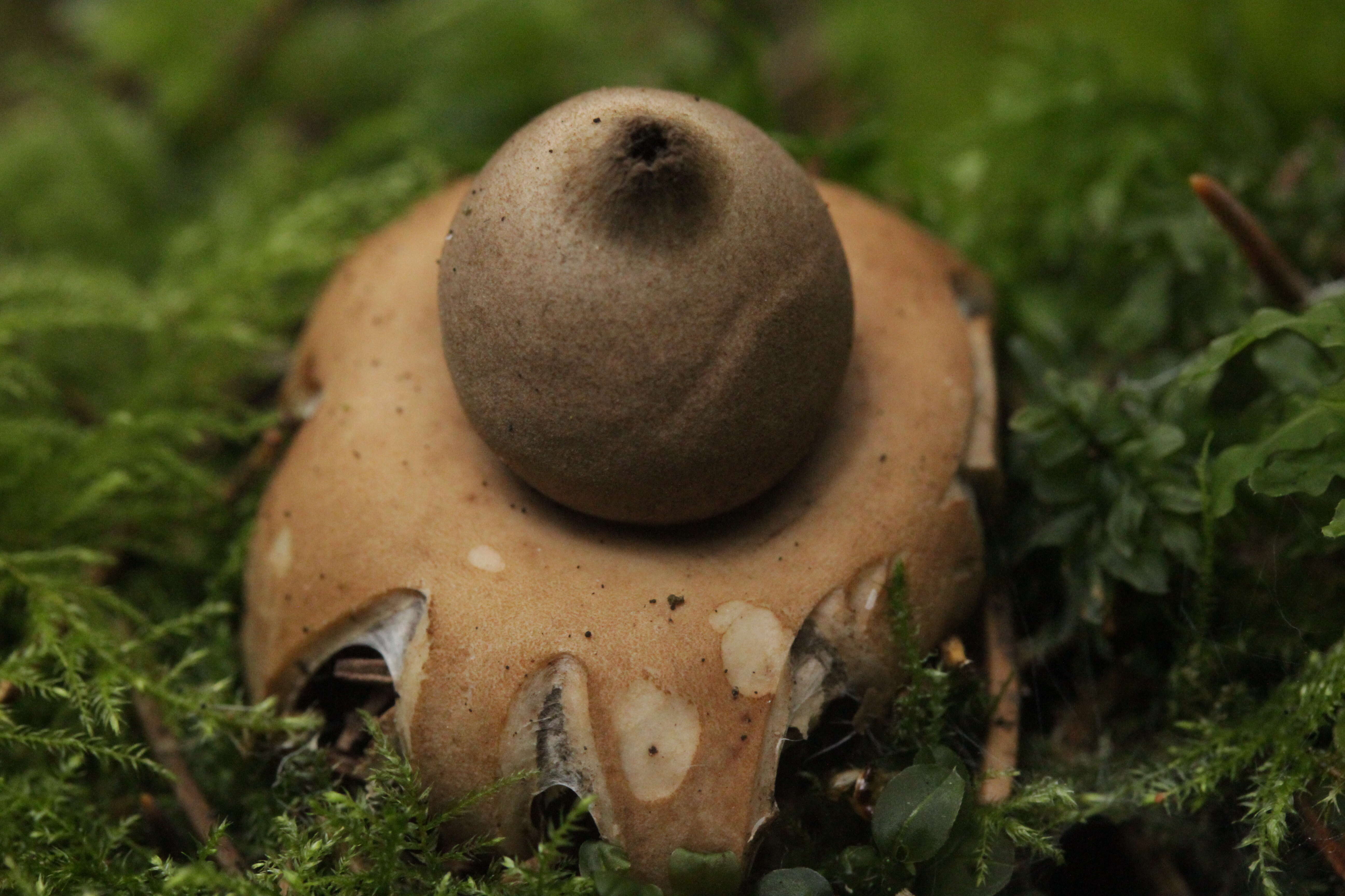 Image of Fringed Earthstar