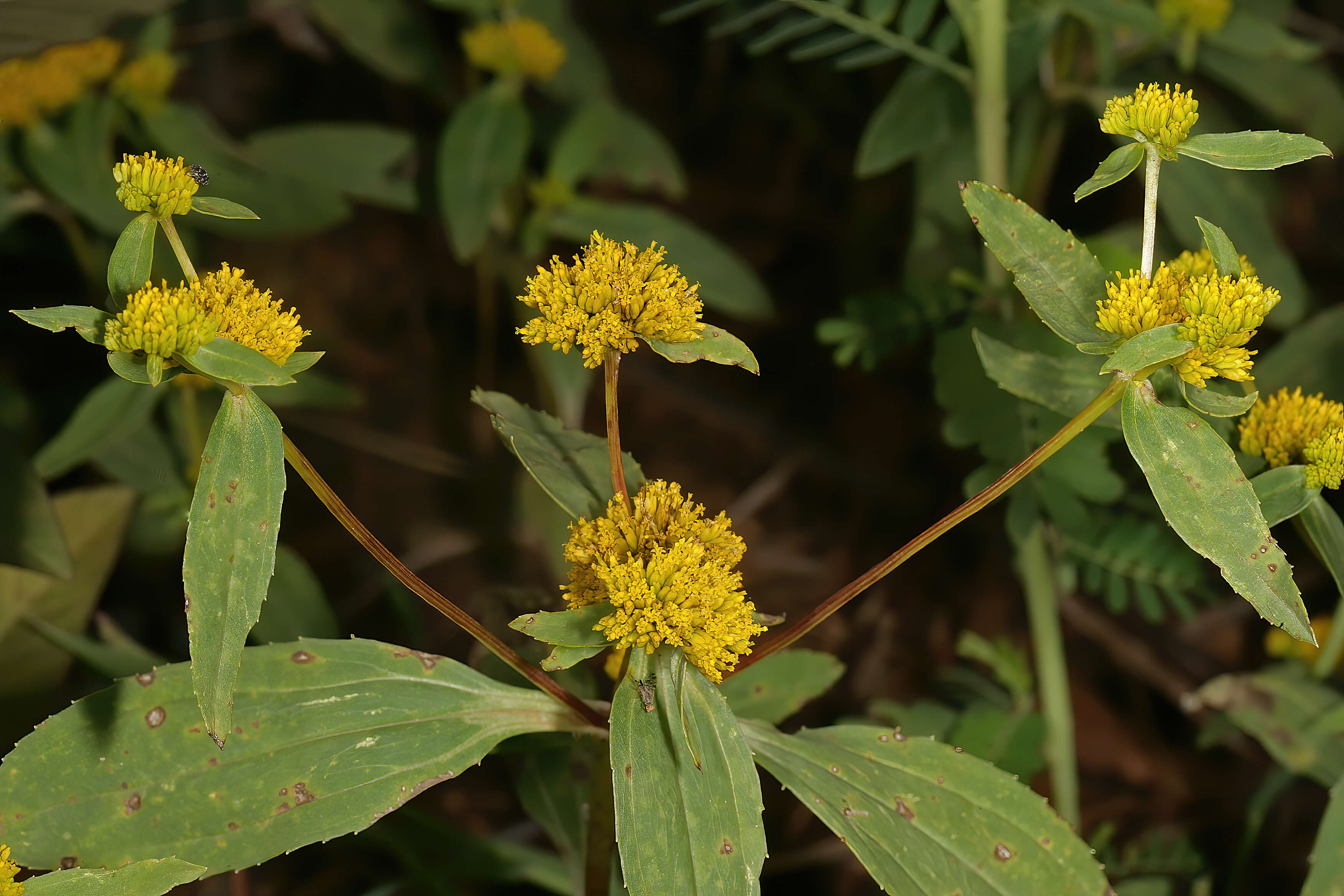 Image of coastal plain yellowtops