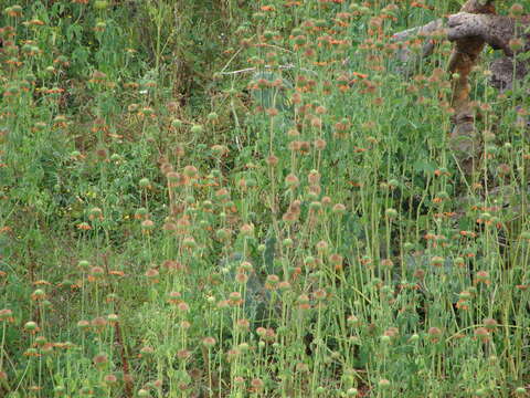 Leonotis nepetifolia (L.) R. Br. resmi