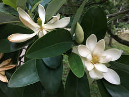 Sivun Magnolia virginiana L. kuva