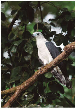 Image of White-collared Kite