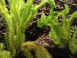 Image of rock tassel fern