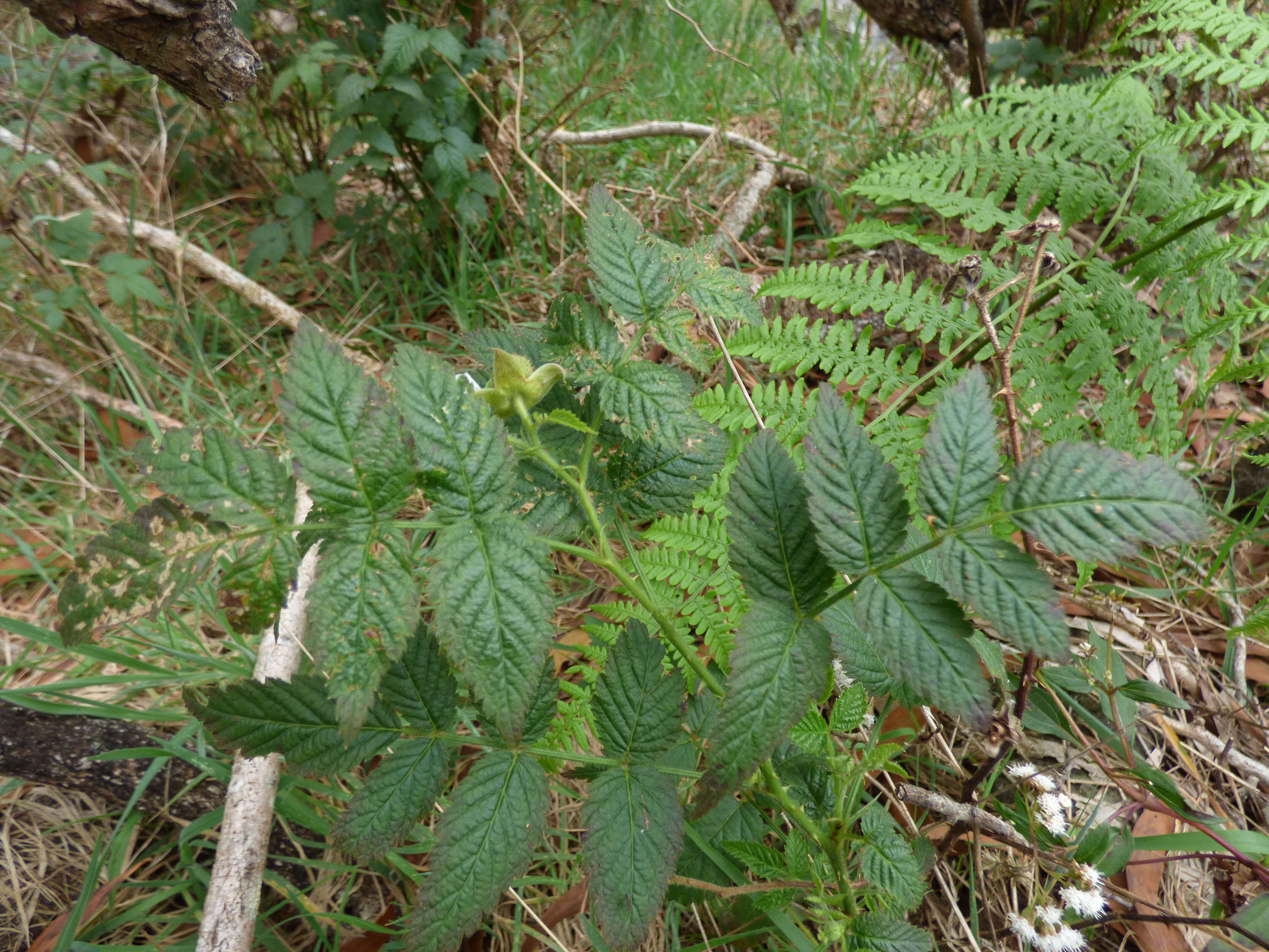 Image of West Indian raspberry