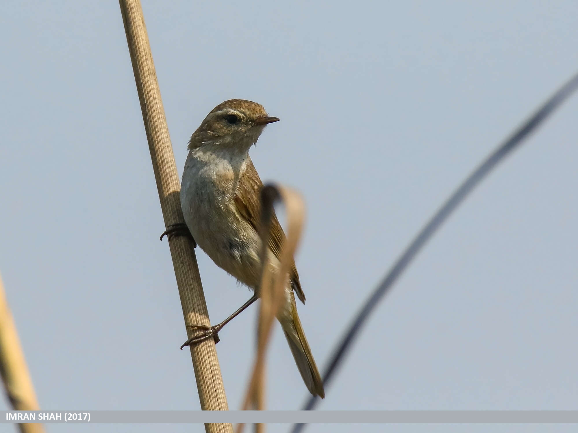 Image of Siberian Chiffchaff