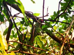 Image of Ring-necked Parakeet