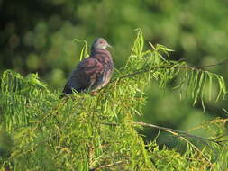 صورة Patagioenas cayennensis (Bonnaterre 1792)