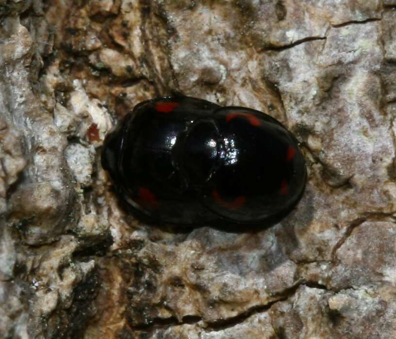 Image of Pine Lady Beetle