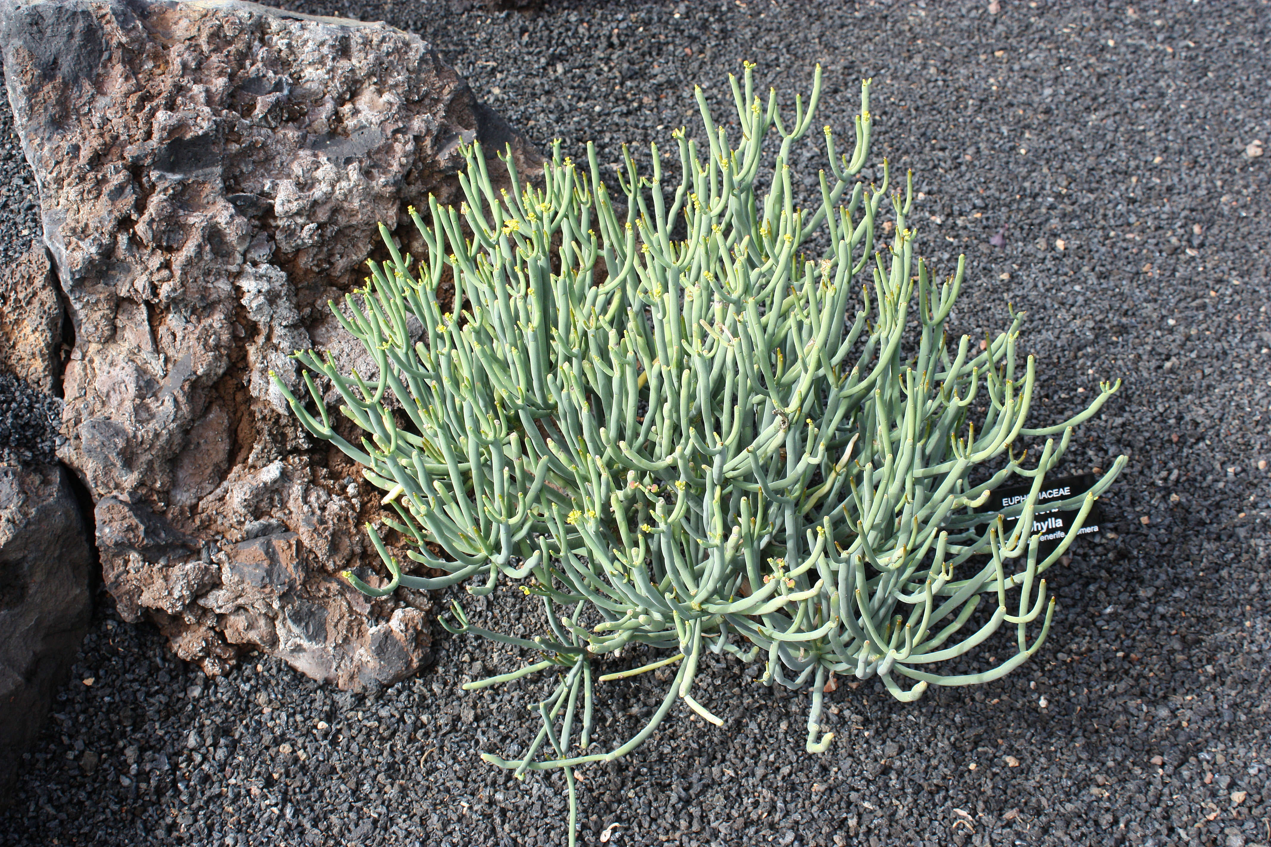Image of Euphorbia aphylla Brouss. ex Willd.