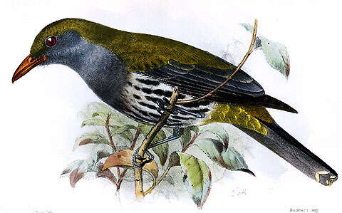 Image of Oriolus Linnaeus 1766