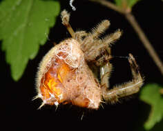 Image of Cladomelea debeeri Roff & Dippenaar-Schoeman 2004