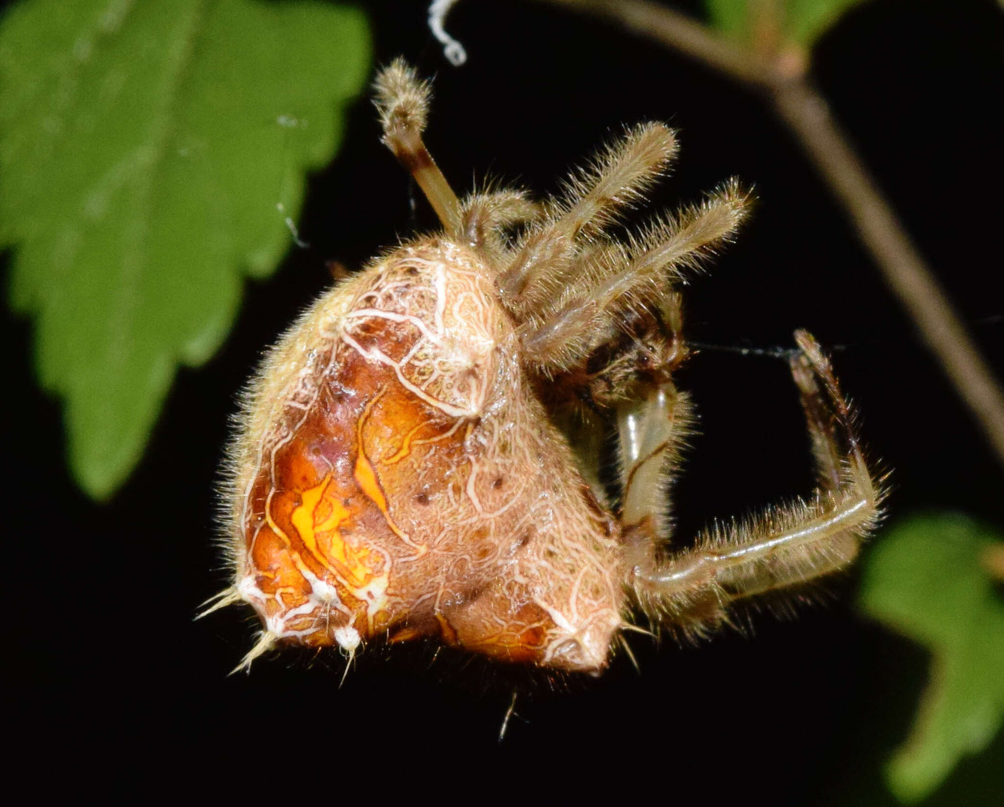 Image of Cladomelea debeeri Roff & Dippenaar-Schoeman 2004